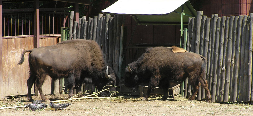 ddos攻击在哪能买到