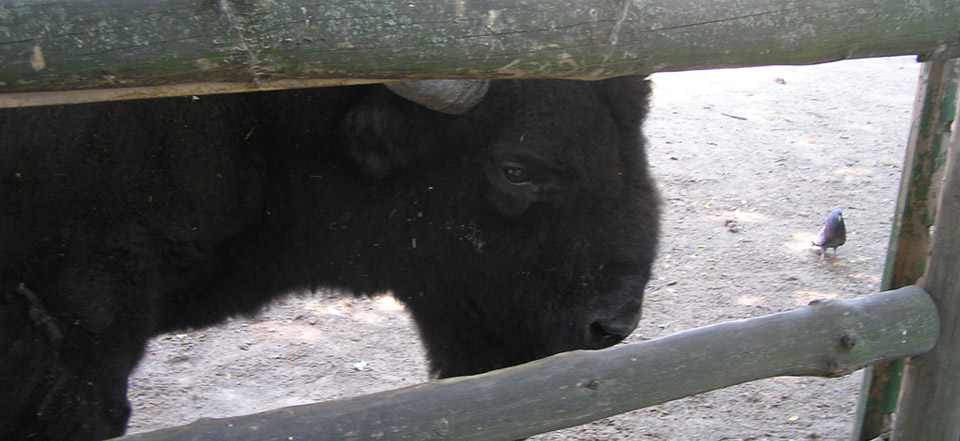 ddos攻击在哪能买到